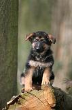 BERGER ALLEMAND 1051